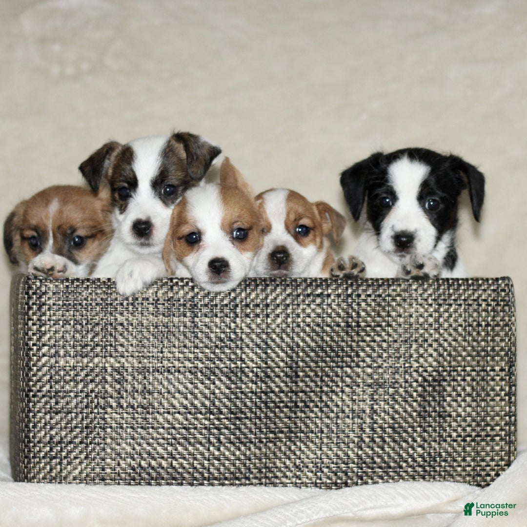 Mixed Breed dogs for sale: Layla  - Ad 4