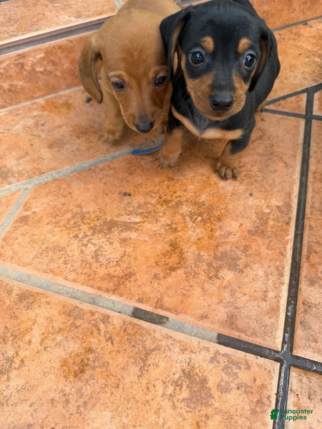 Miniature Dachshund dogs for sale: Miniature Dachshund Puppy 2 - Ad 1