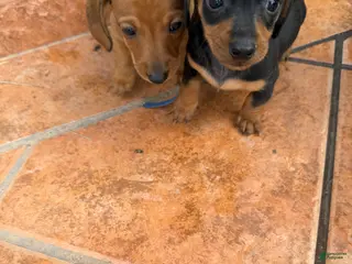 Miniature Dachshund dogs Miniature Dachshund Puppy 2 - Ad 1