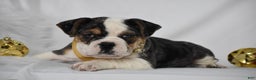 Mixed Breed dogs for sale: Wrangler - Ad 2
