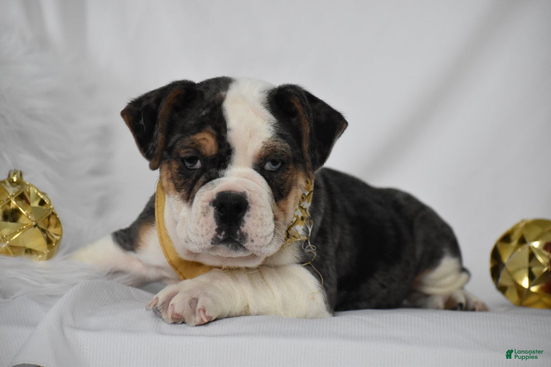 Mixed Breed dogs for sale: Wrangler - Ad 2