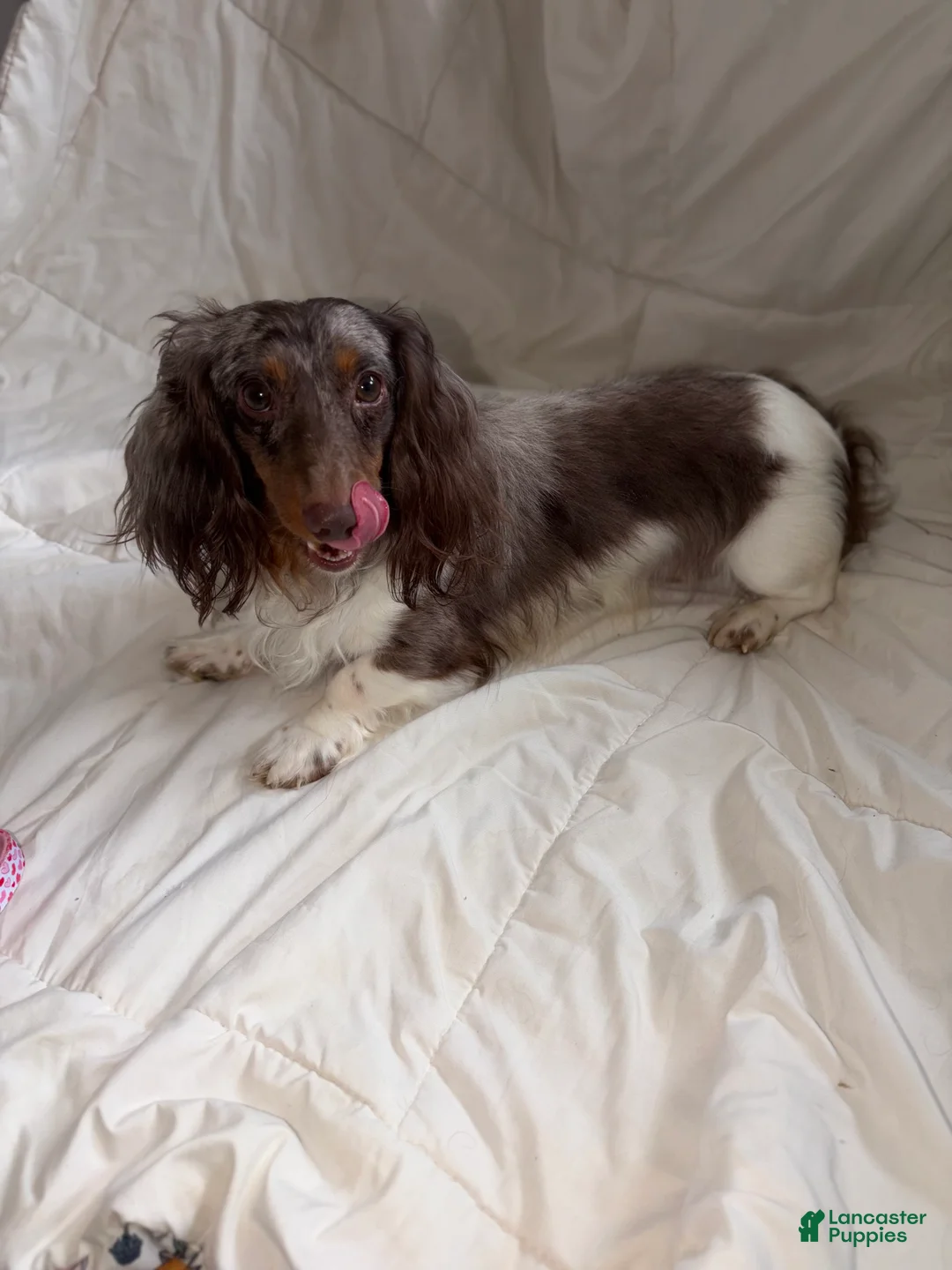 Miniature Dachshund dogs for sale: Miniature Dachshund long coat dapple - Ad 6