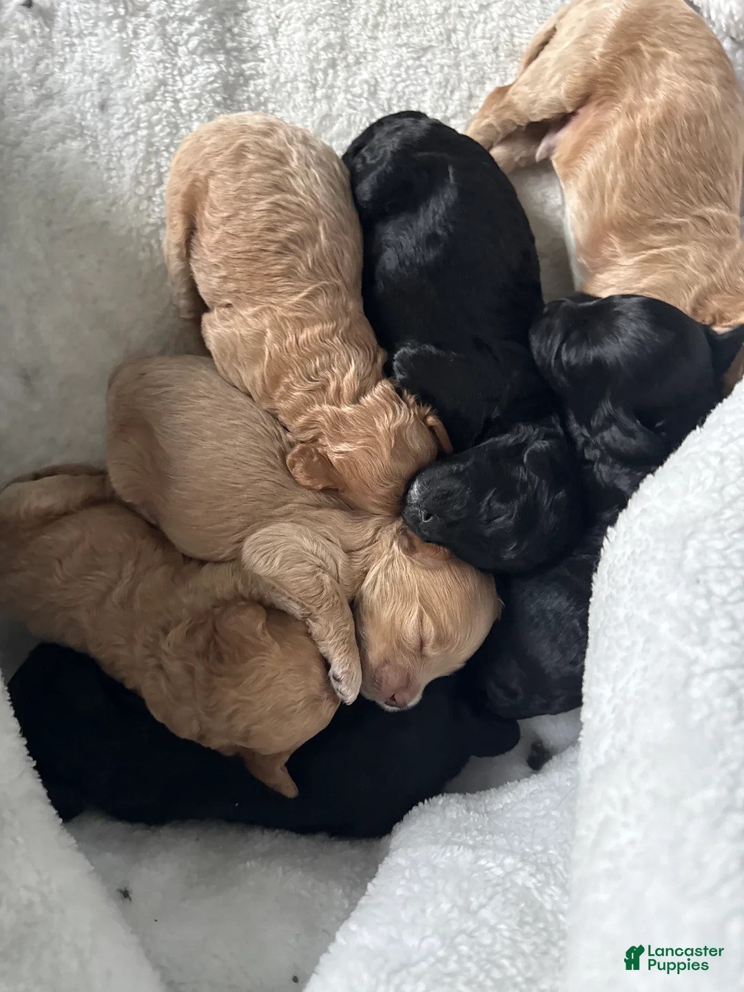 Mixed Breed dogs for sale: Lucky - Ad 3