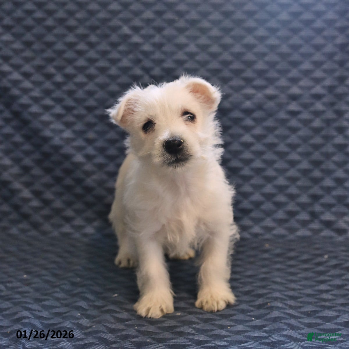 West Highland Terrier dogs Happy - Ad 2