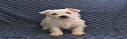 West Highland Terrier dogs for sale: Happy - Ad 1