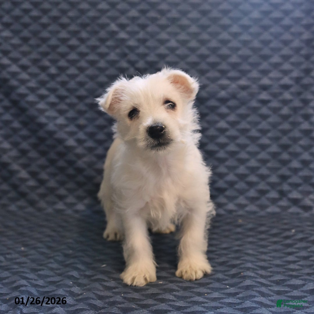 West Highland Terrier dogs for sale: Happy - Ad 1