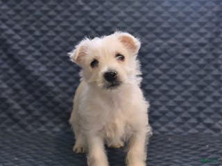 West Highland Terrier dogs Happy - Ad 2