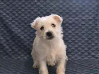 West Highland Terrier dogs Happy - Ad 3