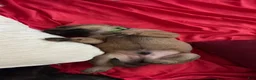 Mixed Breed dogs for sale: Hulk - Ad 6