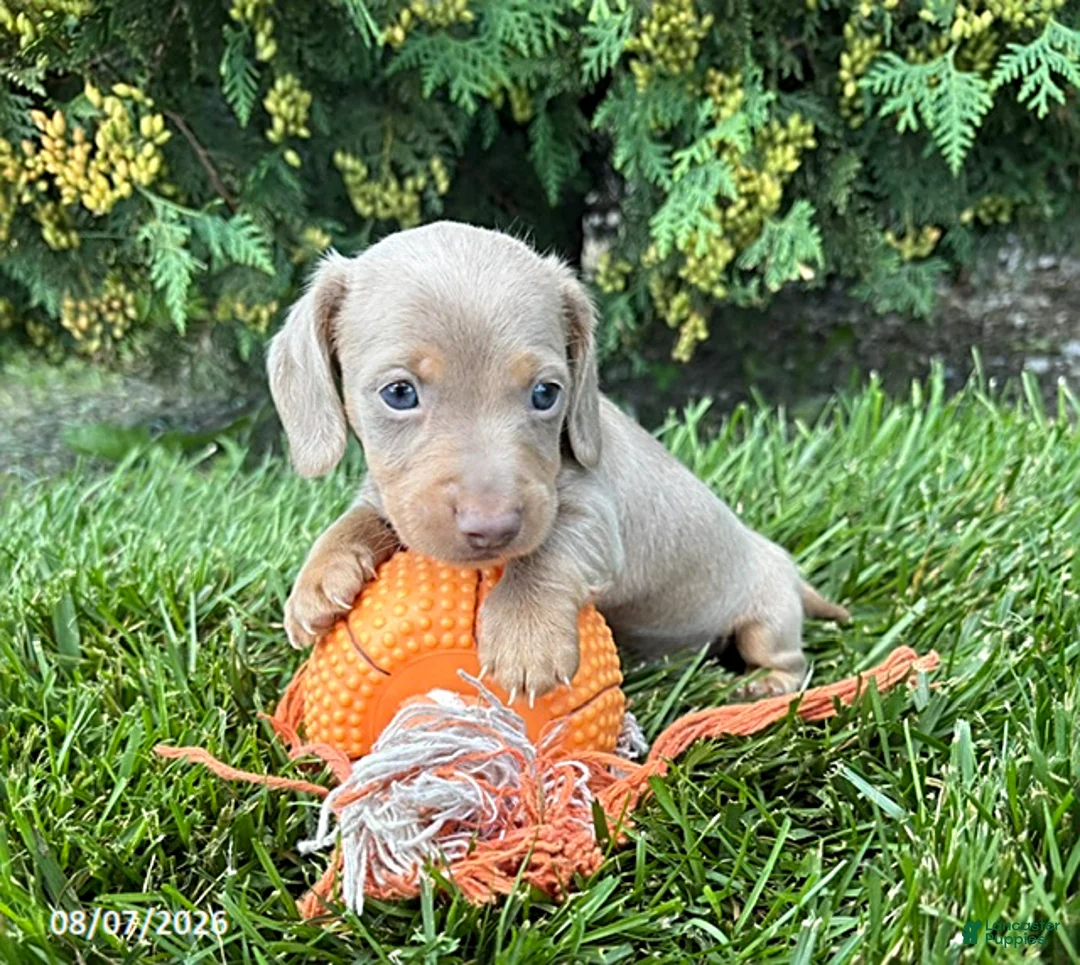 Miniature Dachshund dogs for sale: Boone - Ad 1