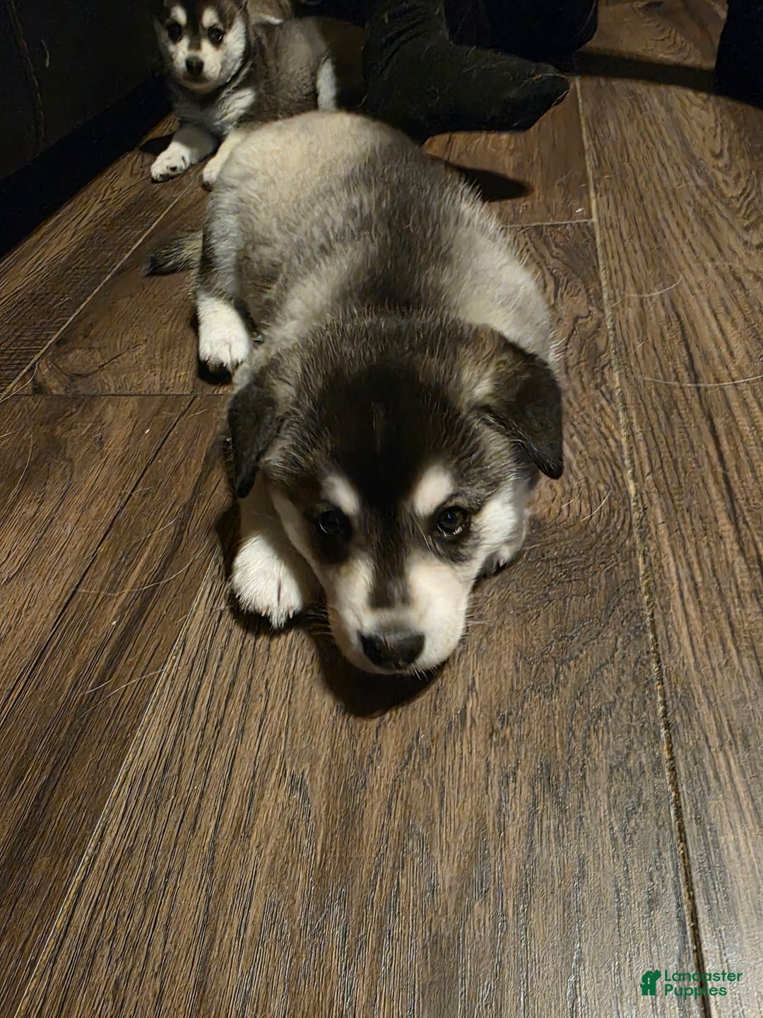 Alaskan Klee Kai dogs for sale: Alaskan Klee Kai burton - Ad 3