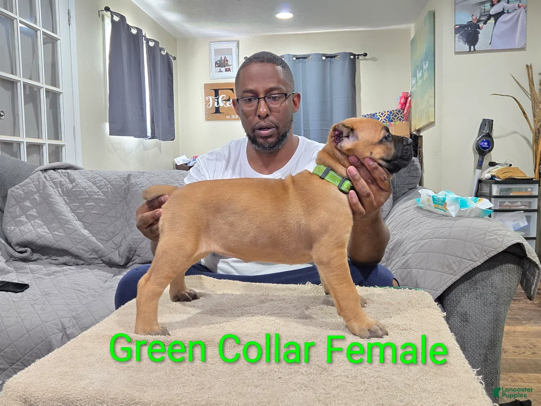 Cane Corso dogs for sale: Cane Corso 2 - Ad 2