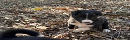 Border Collie dogs for sale: Catkin - Ad 2