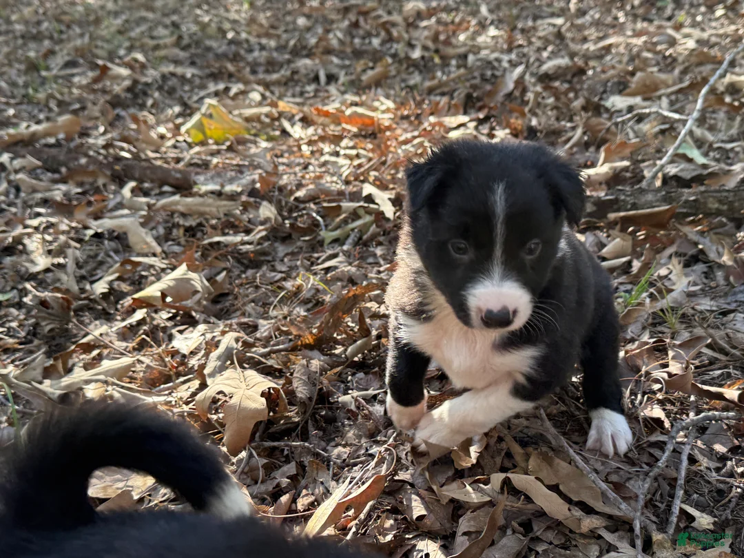 Border Collie dogs for sale: Catkin - Ad 2
