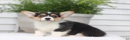 Welsh Corgi Pembroke dogs for sale: Tilly - Ad 5