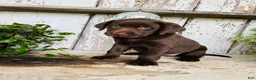 Labrador Retriever dogs for sale: Finlee  - Ad 6