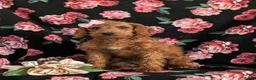 Miniature Labradoodle dogs for sale: Charlee Hypoallergenic - Ad 4