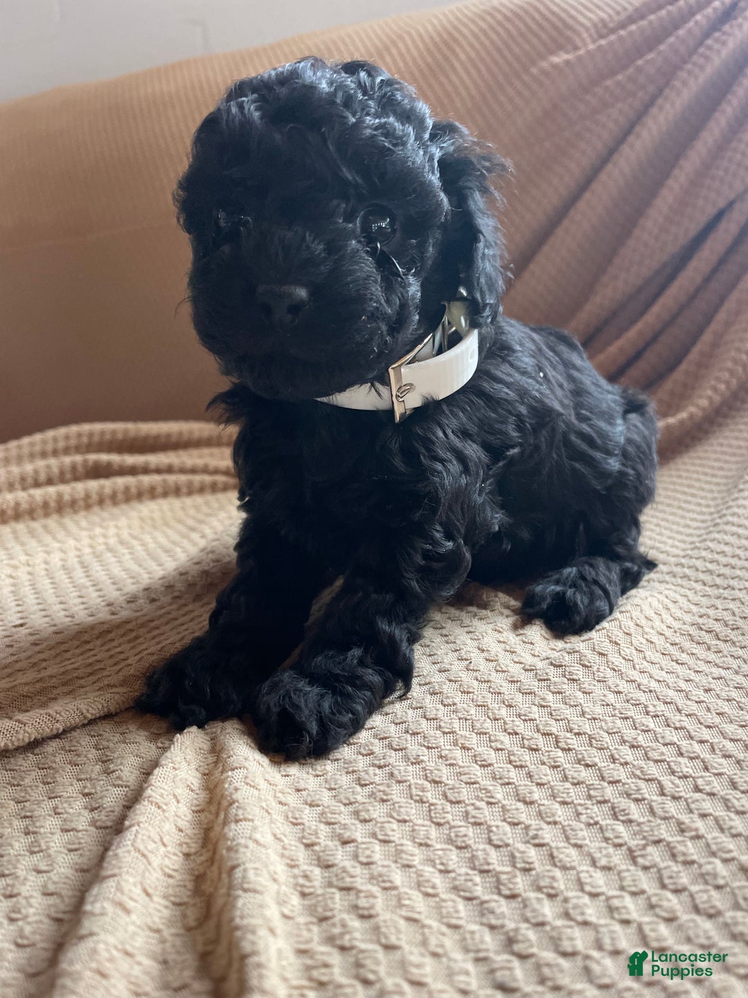 Toy Poodle dogs for sale: Pepper - Ad 4