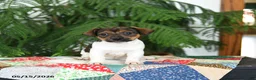 Jack Russell Terrier dogs for sale: Bubbles - Ad 1