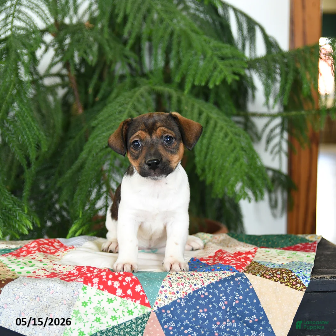 Jack Russell Terrier dogs for sale: Bubbles - Ad 1