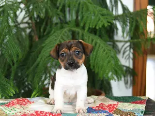 Jack Russell Terrier dogs for sale: Bubbles - Ad 1