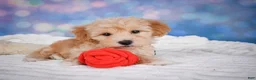 Maltipoo dogs for sale: Ginger - Ad 13