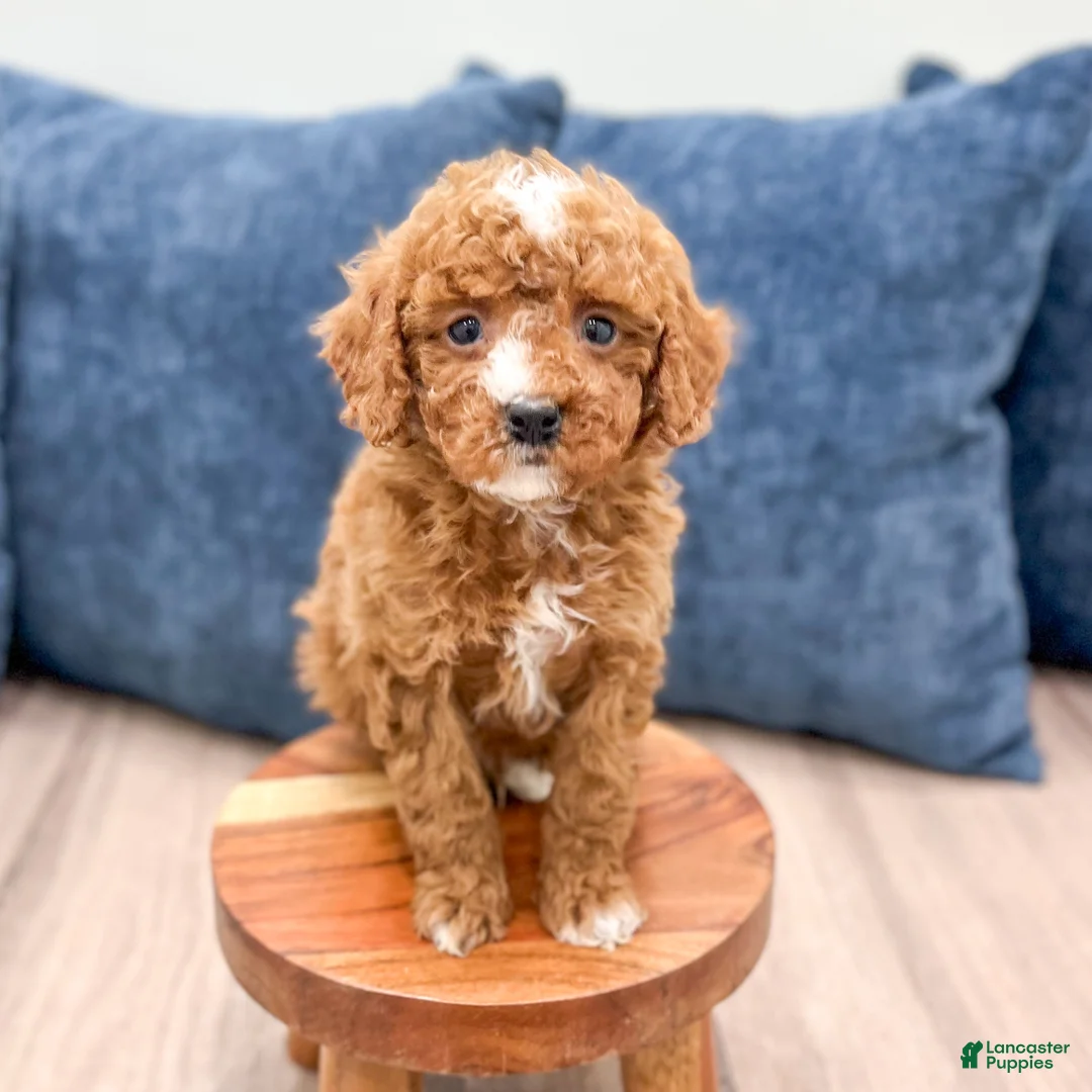 Miniature Poodle dogs for sale: Harry - Ad 1