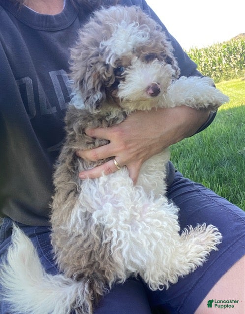 Cavapoo dogs Lewis - Ad 1