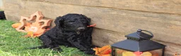 Standard Poodle dogs for sale: John - Ad 3