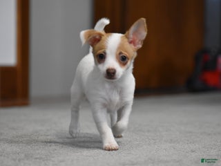 Chihuahua dogs Winnie - Ad 20