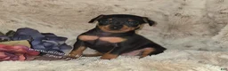 Miniature Pinscher dogs for sale: AKC Carter - Ad 5