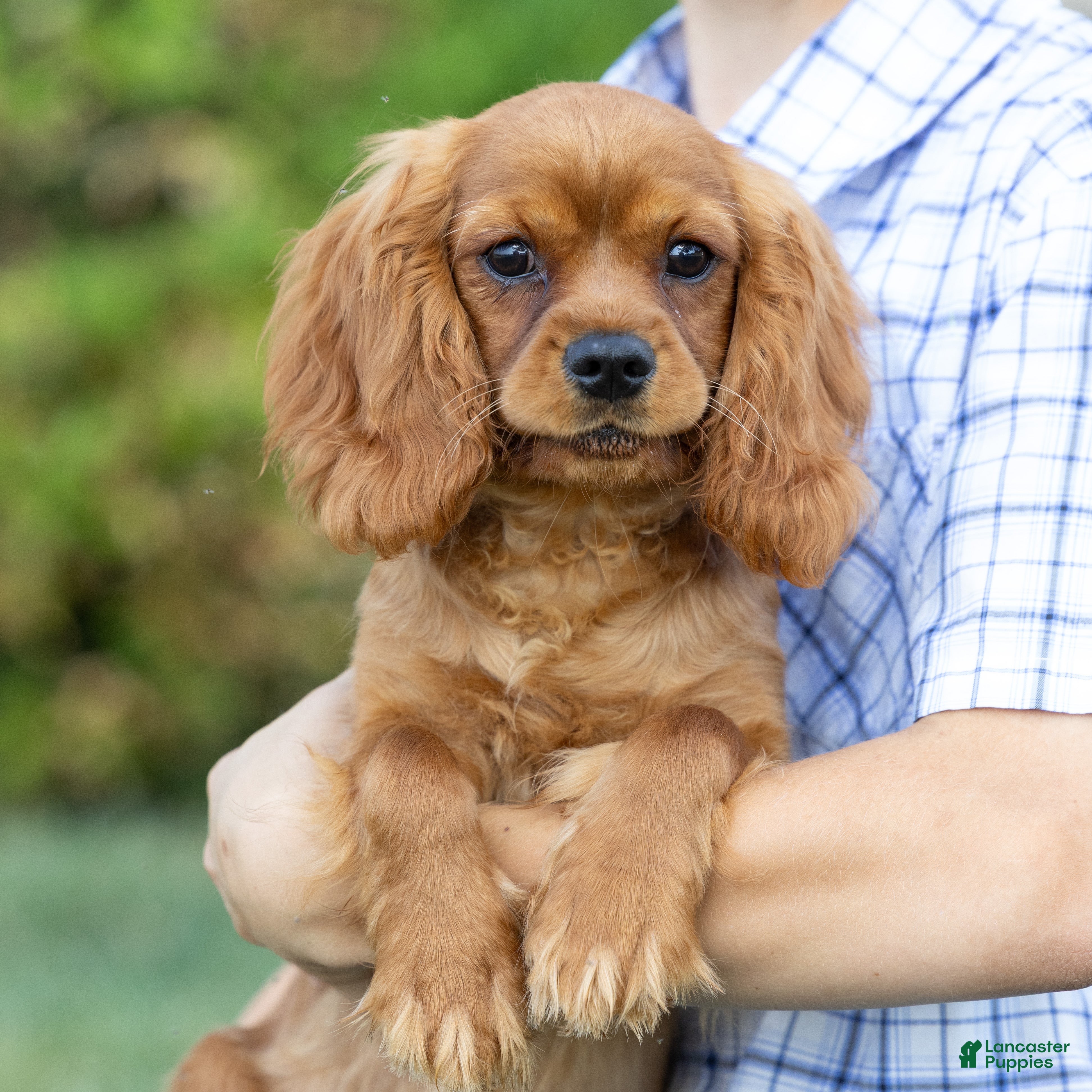 Cavalier King Charles Spaniel dogs Rusty - Ad 1