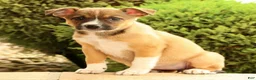 Miniature Australian Shepherd dogs for sale: Belle - Ad 8