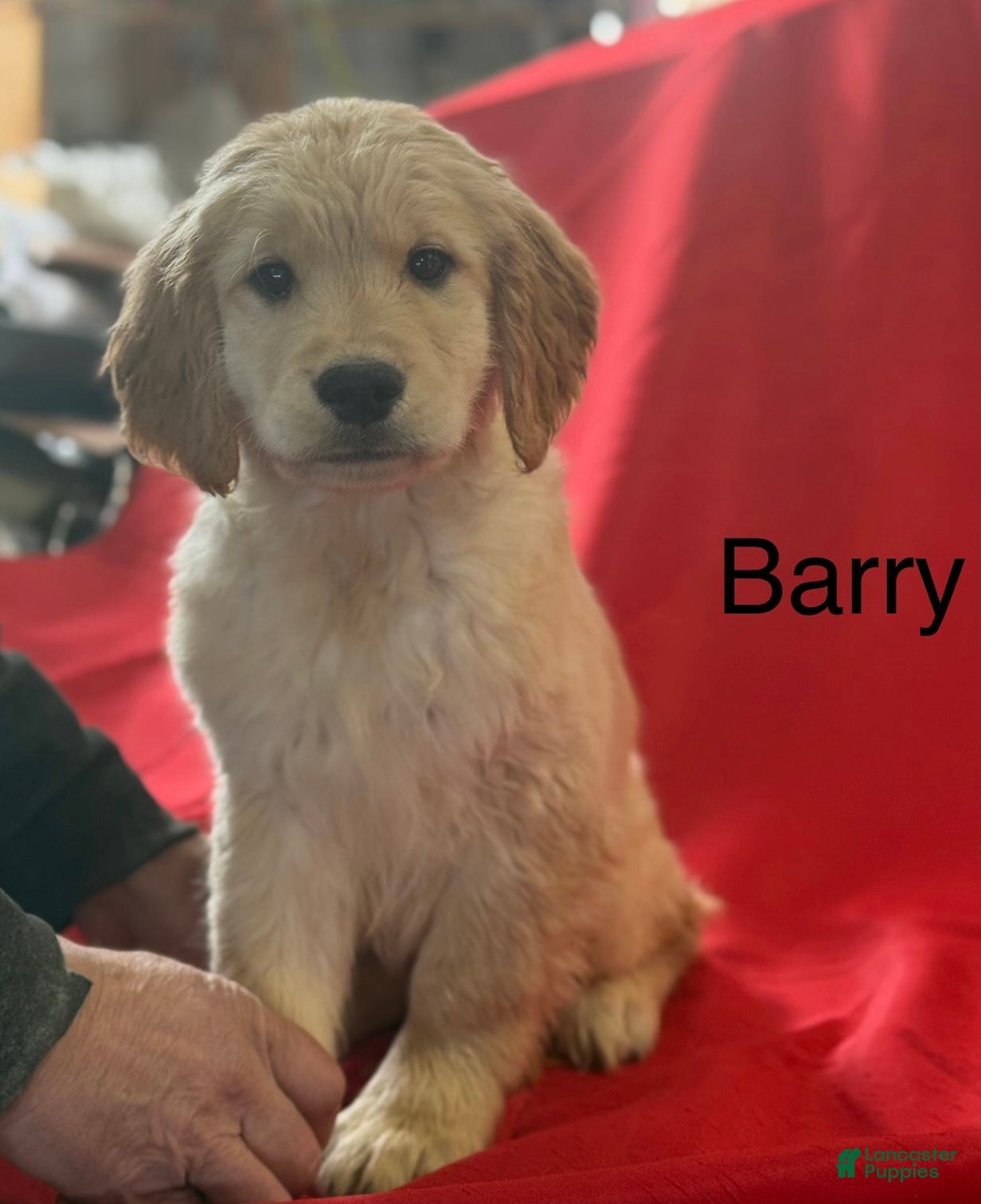 Golden Retriever dogs Barry - Ad 15