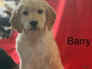 Golden Retriever dogs Barry - Ad 18