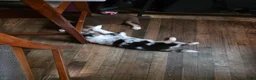 Australian Shepherd dogs for sale: Blue merle female - Ad 4