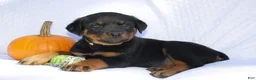 Rottweiler dogs for sale: Hank - Ad 4