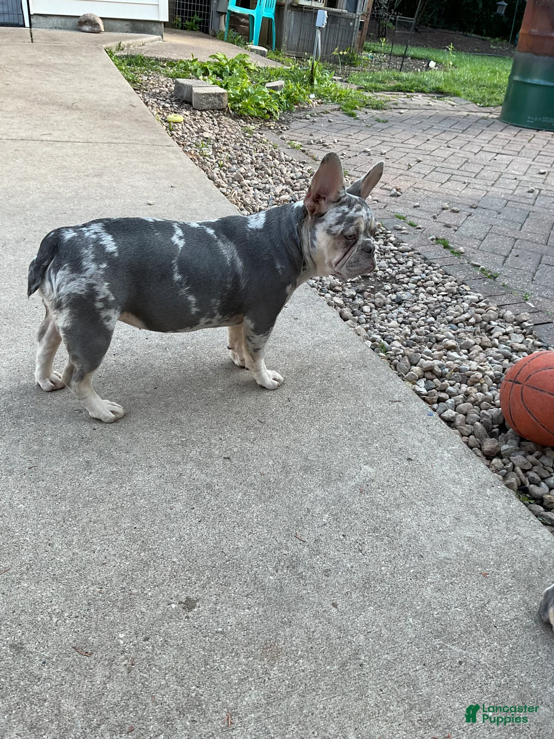 French Bulldog dogs for sale: French Bulldog 2 - Ad 2
