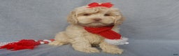 Cockapoo dogs for sale: Alice - Ad 1