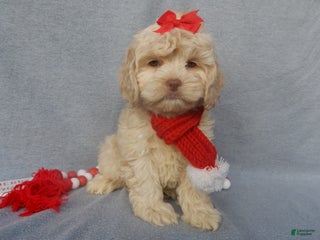 Cockapoo dogs - Ad 10