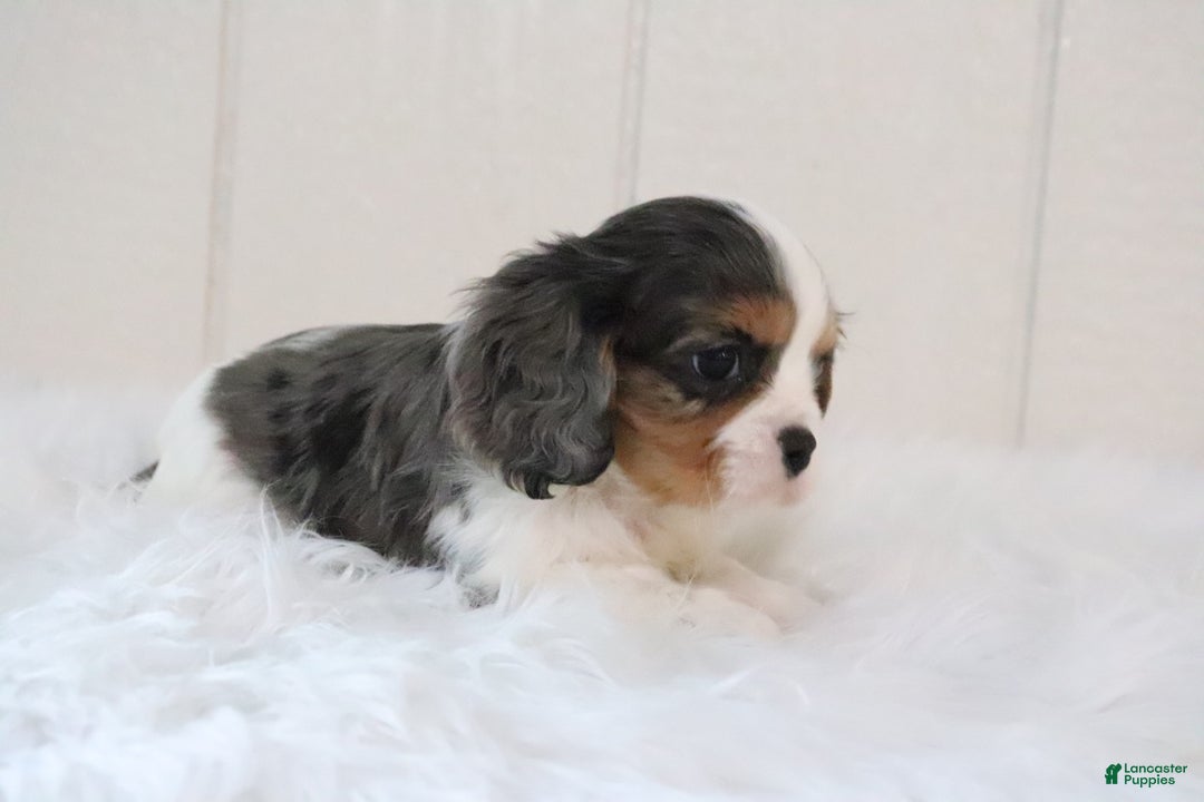 Cavalier King Charles Spaniel dogs for sale: Rosco - Ad 9