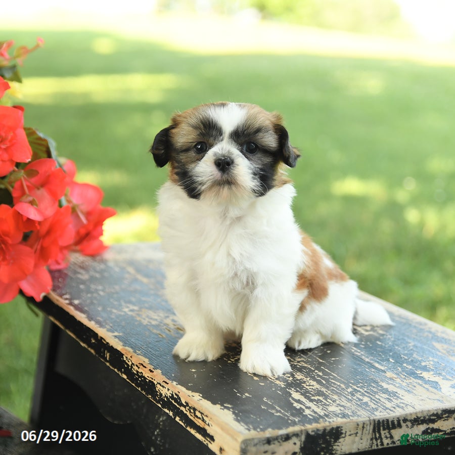 Shih Tzu dogs Lilac - Ad 1