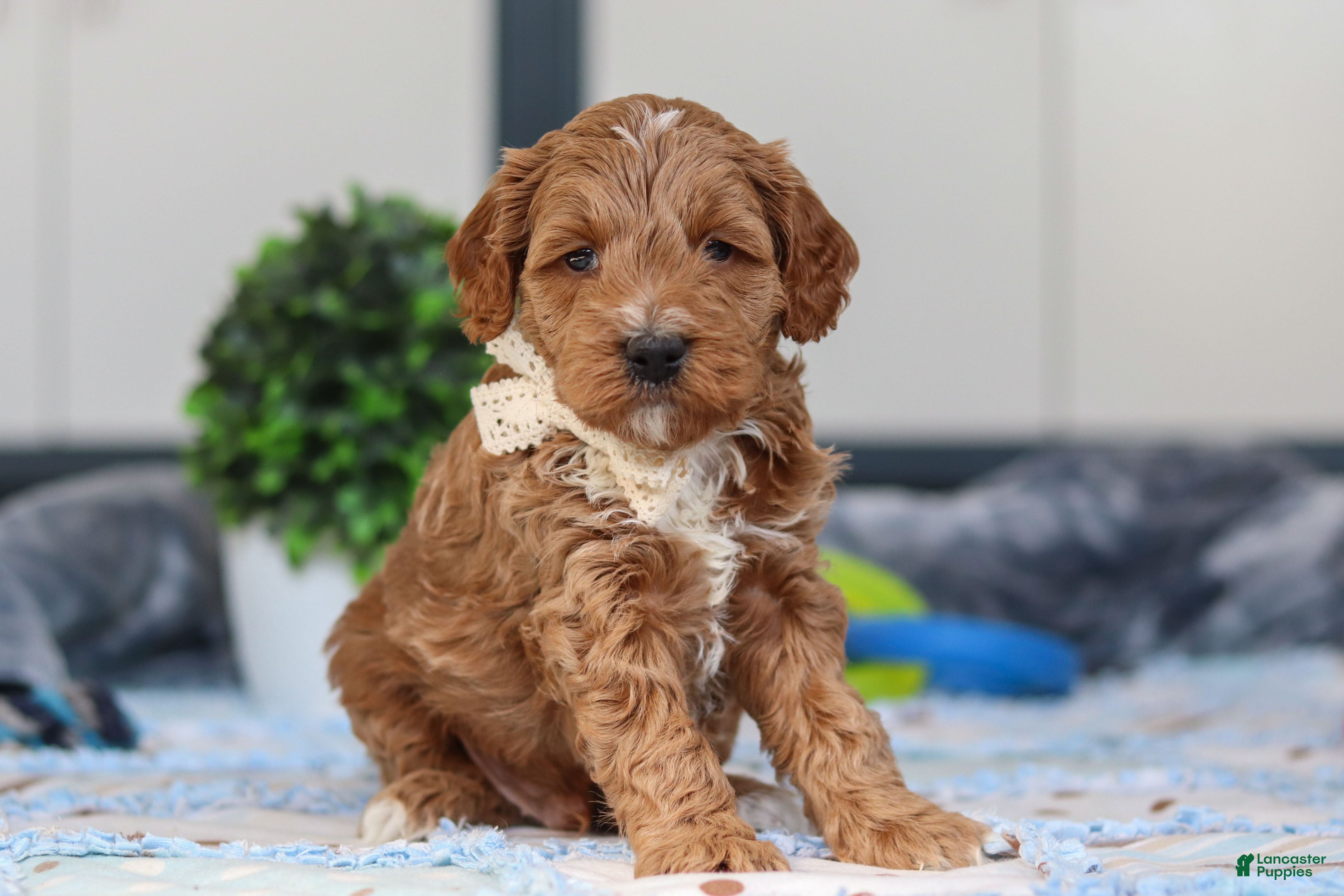 Mini Goldendoodle dogs Neo - Ad 2