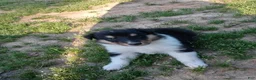 Collie dogs for sale: Tricolor, no collar - Ad 1