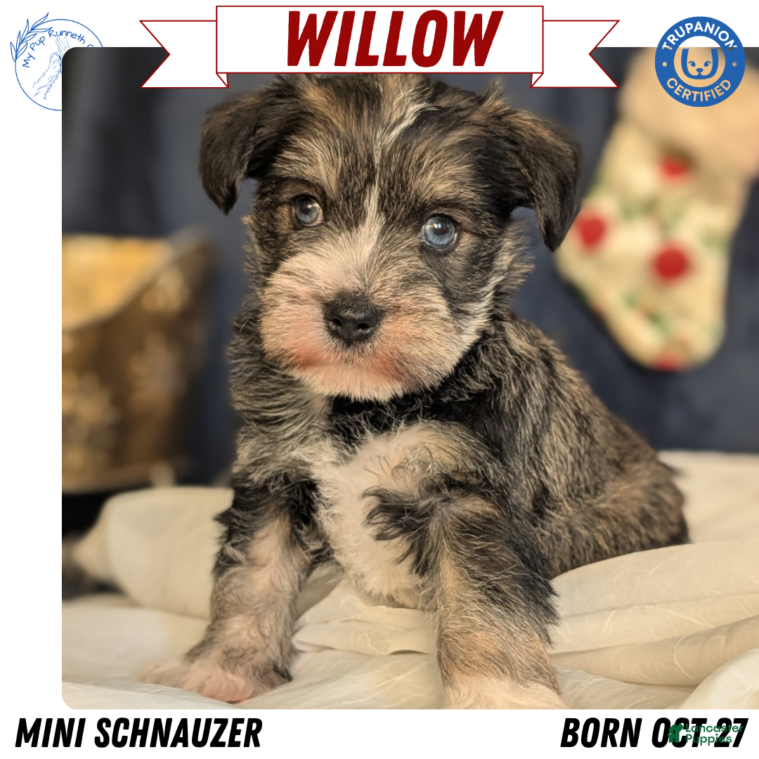 Miniature Schnauzer dogs Willow  - Ad 1