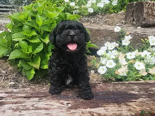 Mini Goldendoodle dogs Kira - Ad 23