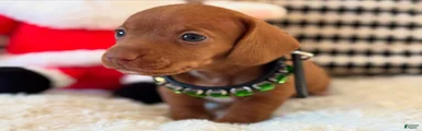 Miniature Dachshund Puppy 1
