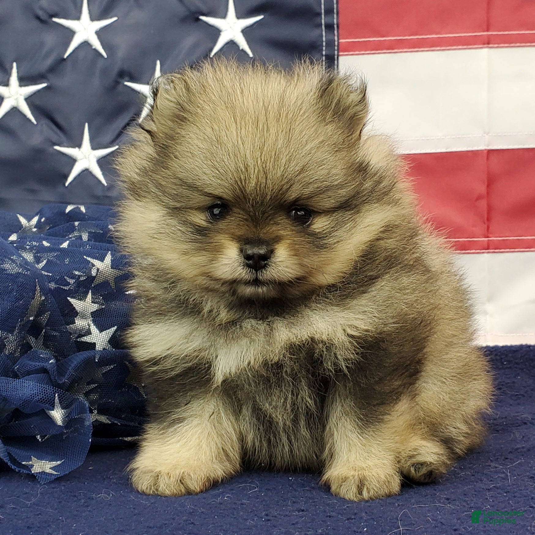 Pomeranian dogs Jolee - Ad 18