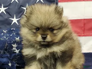 Pomeranian dogs Jolee - Ad 29