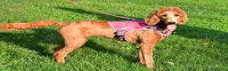 Standard Poodle dogs for sale: Lucy - Ad 12